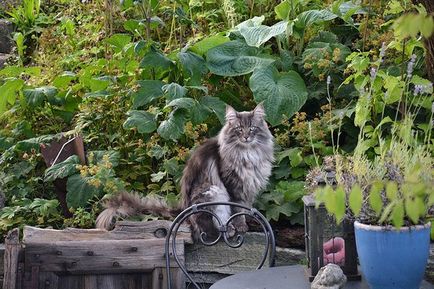 Norvég erdei macska - leírása a fajta, karbantartásáról, fotó