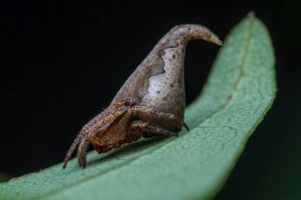 O nouă specie de păianjeni numită în onoarea unui personaj de la Harry Potter (3 fotografii)