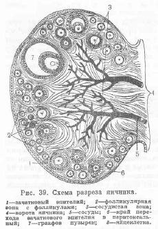 Caracteristicile generale ale structurii organelor reproductive ale femelelor - totul despre creșterea bovinelor