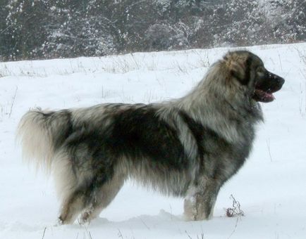 Revizuirea lui Shepherd German Longhair, bulgară sau Karakachar și altele