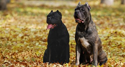 Prezentare generală a descrierii rasei canine corso cu fotografie, îngrijire și conținut