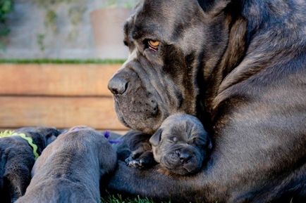 Prezentare generală a descrierii rasei canine corso cu fotografie, îngrijire și conținut