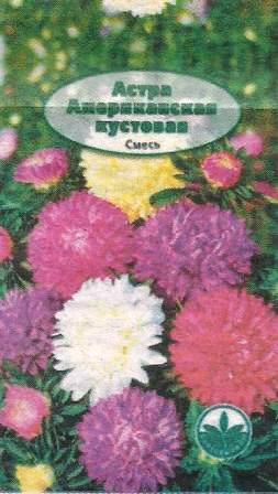 Однорічні айстри в саду - сади сибіру