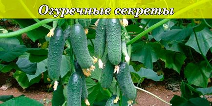 Огіркові секрети як продовжити плодоношення і зібрати великий урожай, корисні поради