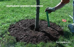 Обкопують плодові дерева восени правильно