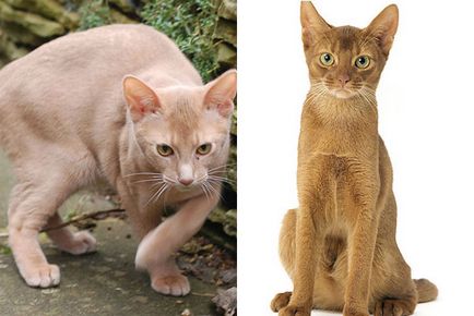 Забарвлення абіссінських кішок, фотографії та опис породи, породи кішок