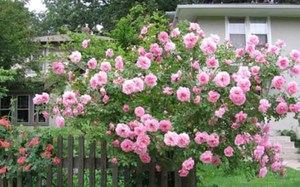 Описание канадски парк роза сортове площади и правила изследовател на размножаване и отглеждане на малките, снимки