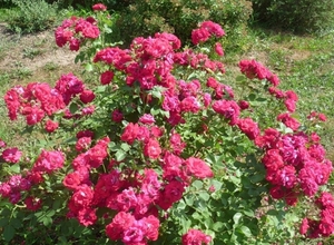 Опис паркової канадської троянди, сортів квадра і експлорер правила розмноження і вирощування, фото