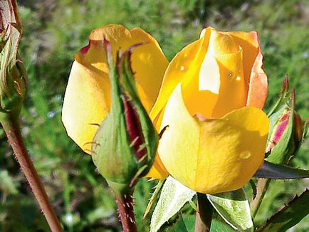 Descrierea trandafirului canadian parcat, soiuri de pătrat și explorator al regulii de reproducere și cultivare, fotografie
