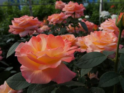 Описание канадски парк роза сортове площади и правила изследовател на размножаване и отглеждане на малките, снимки