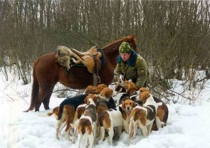 Descrierea rasei de câini de câine cu piebald rusesc cu recenzii și fotografii