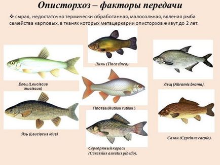Opisthorchiasis amelyben a halakat egy lista fotók néz (ez történik) Opisthorchiasis amelyben a halakat egy lista fotók külleme