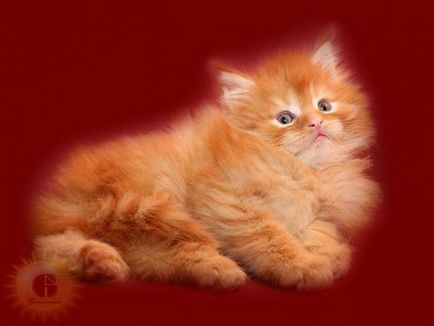 Despre Maine Coon