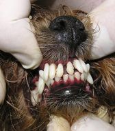 Determinarea vârstei câinelui în condiția dinților, sănătății, o revistă despre câini