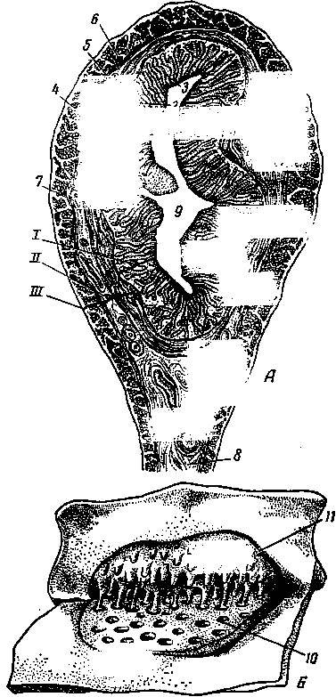 Organele de reproducere ale femelelor la organele reproductive ale femeilor aparțin ovarelor, oviductului, uterului