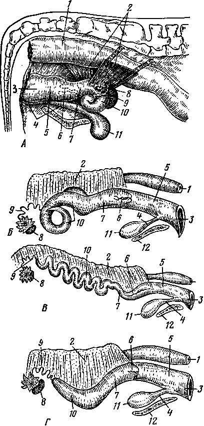 Organele de reproducere ale femelelor la organele reproductive ale femeilor aparțin ovarelor, oviductului, uterului