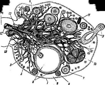 Organele de reproducere ale femelelor la organele reproductive ale femeilor aparțin ovarelor, oviductului, uterului