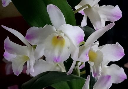 Orchid dendrobium - îngrijire la domiciliu, reproducere, specie