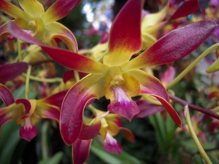 Orchid dendrobium - îngrijire la domiciliu, reproducere, specie