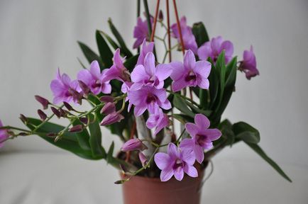 Orchid dendrobium - îngrijire la domiciliu, reproducere, specie