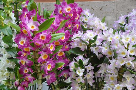 Orchid dendrobium - îngrijire la domiciliu, reproducere, specie