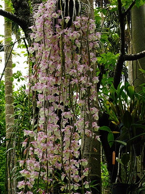 Orchid dendrobium la fotografie acasă de specii de orhidee dendrobium, îngrijire și reproducere