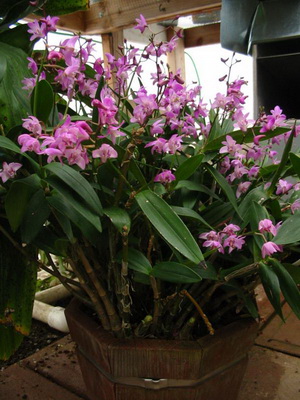 Orchid dendrobium la fotografie acasă de specii de orhidee dendrobium, îngrijire și reproducere