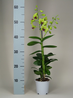 Орхідея дендробиум в домашніх умовах фото видів орхідеї дендробиум, догляд і розмноження