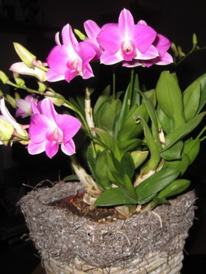 Orchid dendrobium la fotografie acasă de specii de orhidee dendrobium, îngrijire și reproducere