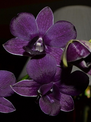 Orchid dendrobium la fotografie acasă de specii de orhidee dendrobium, îngrijire și reproducere