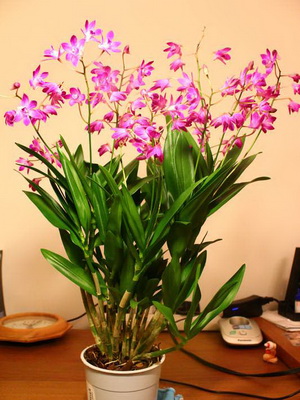 Orchid dendrobium la fotografie acasă de specii de orhidee dendrobium, îngrijire și reproducere