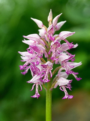 Orchid Orchis descriere, fotografie, aplicație, în cazul în care orhideea de iarbă crește