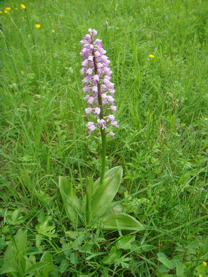 Orchid Orchis descriere, fotografie, aplicație, în cazul în care orhideea de iarbă crește