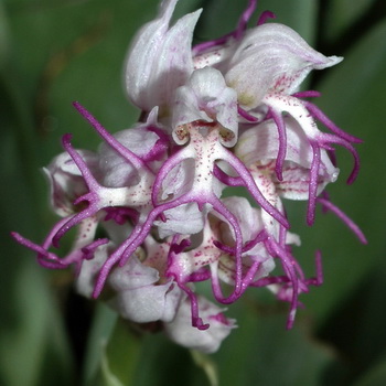 Орхідея зозулинець опис, фото, застосування, де росте трава зозулинець