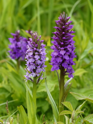 Orchid Orchis descriere, fotografie, aplicație, în cazul în care orhideea de iarbă crește