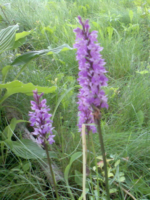 Orchid Orchis descriere, fotografie, aplicație, în cazul în care orhideea de iarbă crește