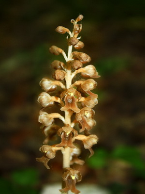 Orchid Orchis descriere, fotografie, aplicație, în cazul în care orhideea de iarbă crește