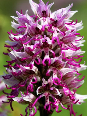 Orchid Orchis descriere, fotografie, aplicație, în cazul în care orhideea de iarbă crește