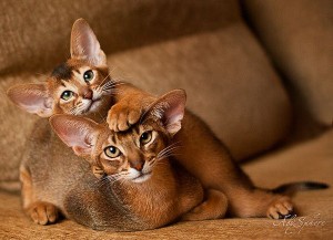 Principalele caracteristici ale comportamentului pisicii abisinian