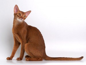 Основні риси поведінки у абіссінської кішки