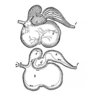 Anatomy kecske fejét farm portál - szól az üzleti mezőgazdaság