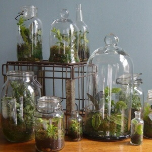 Caracteristicile plantelor cultivate în recipiente transparente, toate pentru decorare