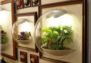 Caracteristicile plantelor cultivate în recipiente transparente, toate pentru decorare