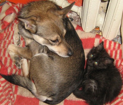 Un caz special în regiunea Luhansk, câinele a ridicat trei pisoi de pisică bolnavă - ziarul - fapte