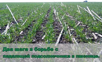 Grâu de iarnă după floarea-soarelui cum să se ocupe de experiența apicolă agro-lume, agromir blog-ul companiei