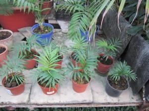 Palma hamedoroya îngrijire, transplant și reproducere a palmierilor în casă (fotografie) - viața mea