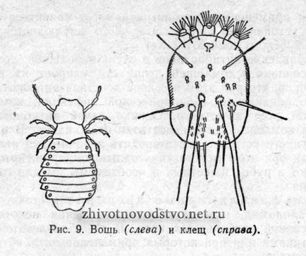 Paraziták - külső, belső