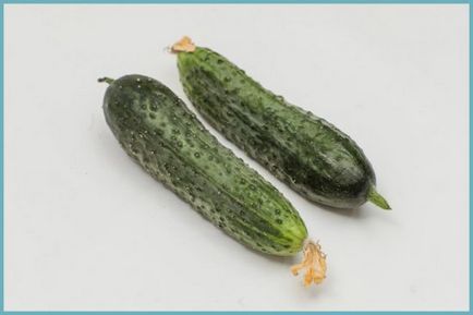parthenocarpic сортове краставици за оранжерията дълго описание плодните и мнения снимка