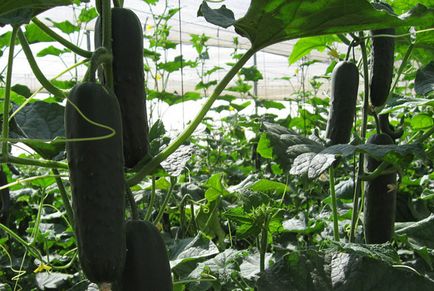 parthenocarpic сортове краставици за оранжерията дълго описание плодните и мнения снимка