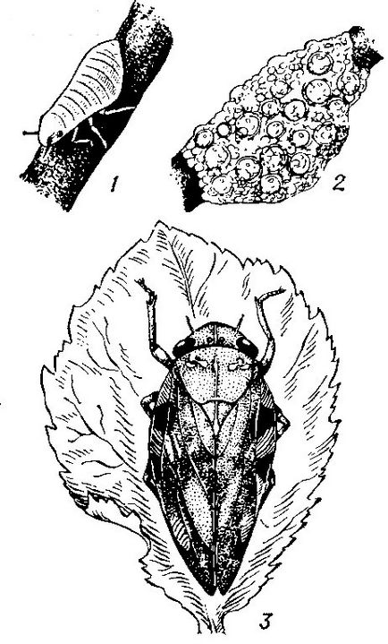 Spittlebug-slyunyavka egy rózsa - intézkedések ellenőrzése és megelőzése a rózsa